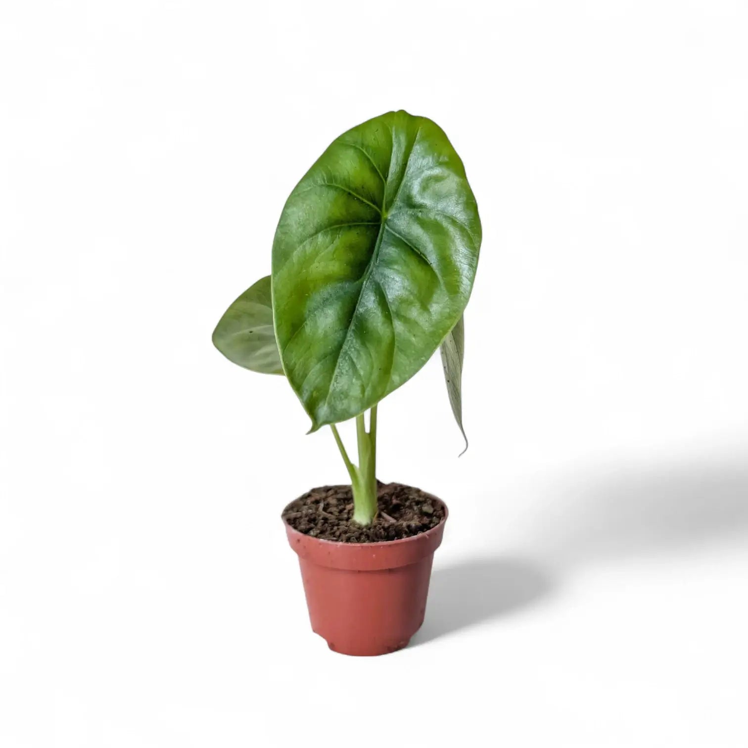 Alocasia clypeolata 'Green shield' – Topfpflanze im Kulturtopf vor weißem Hintergrund, Produktfoto 8.