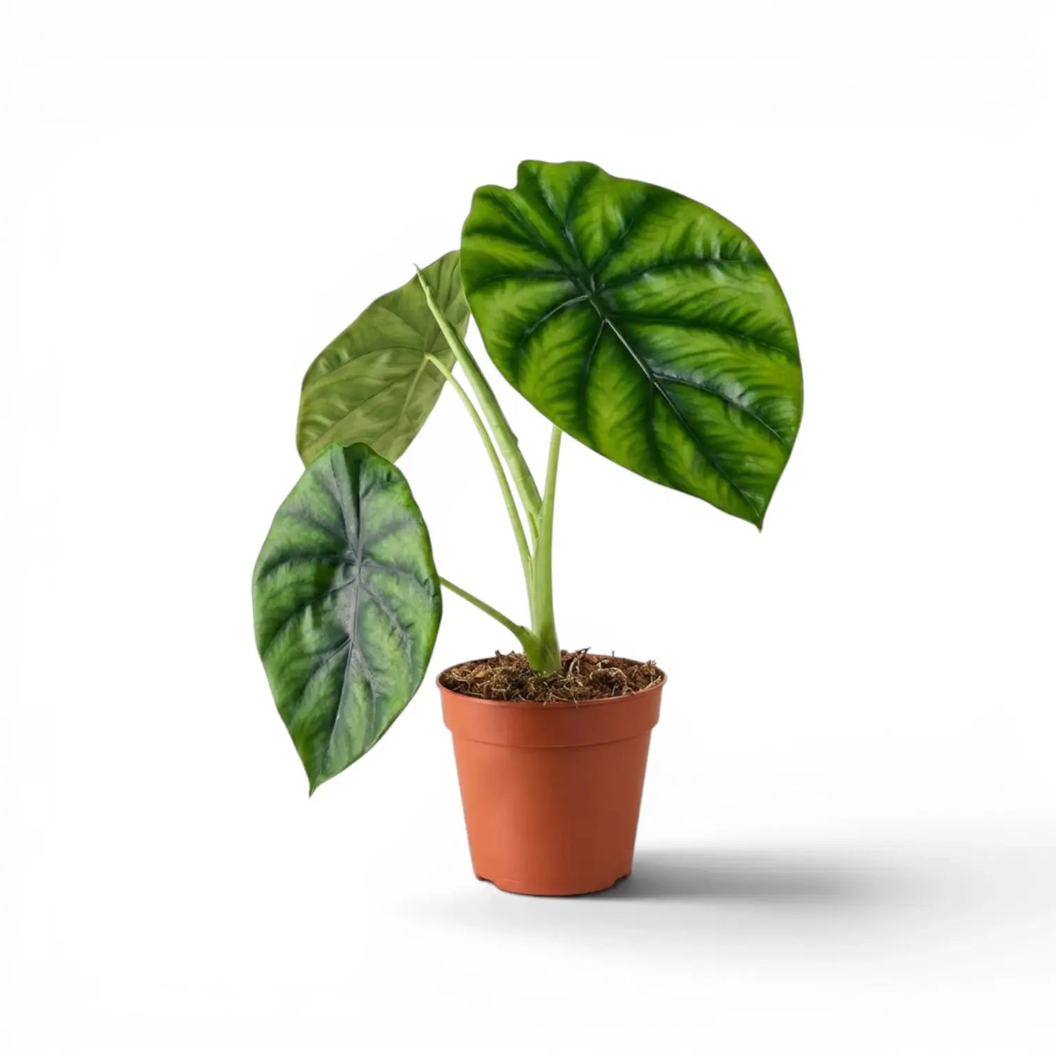 Alocasia clypeolata Green Shield medium-sized plant in a nursery pot on a white background