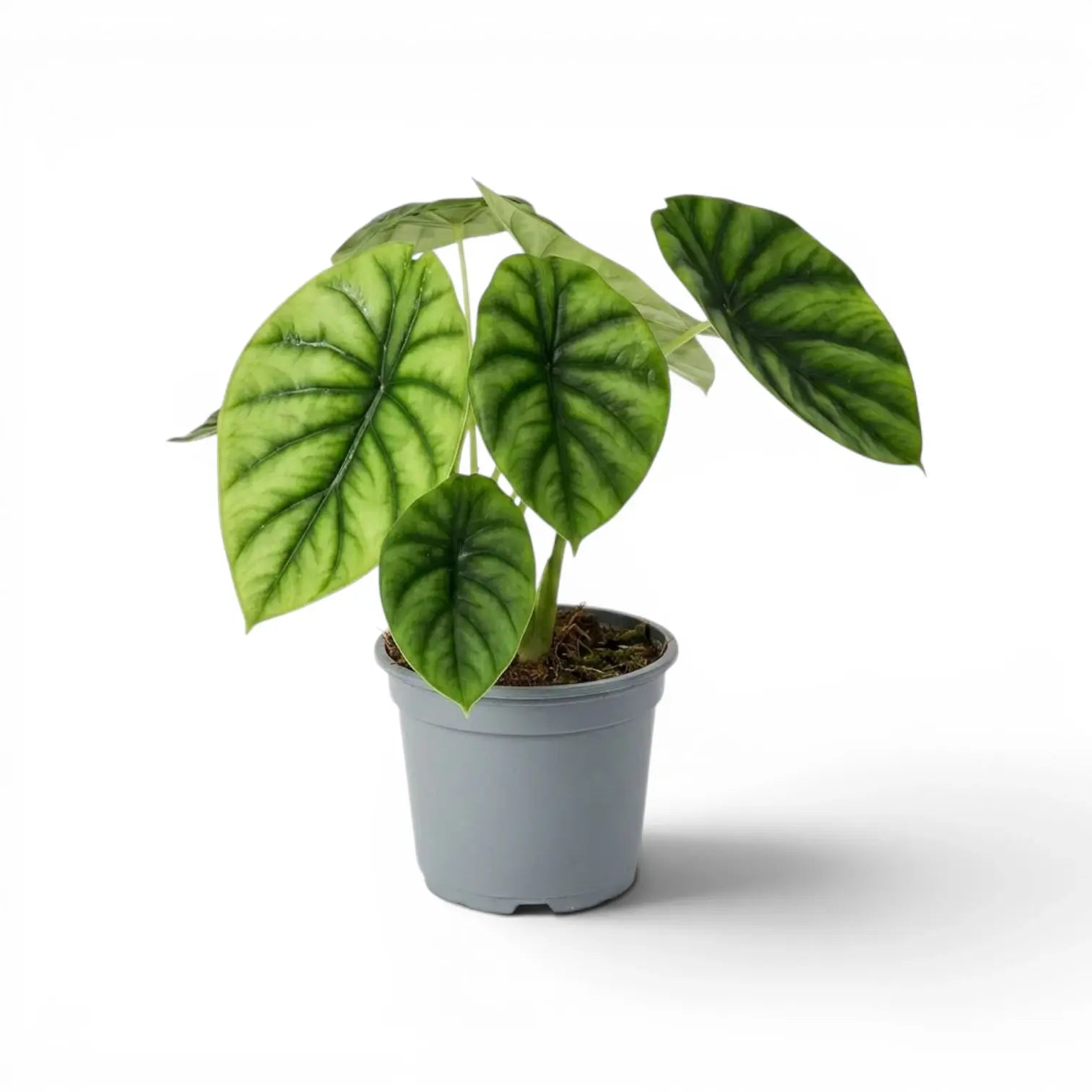 Alocasia clypeolata Green Shield medium-sized plant in a nursery pot on a white background