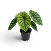 Alocasia clypeolata Green Shield medium-sized plant in a nursery pot on a white background