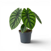 Alocasia clypeolata Green Shield medium-sized plant in a nursery pot on a white background