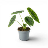 Alocasia clypeolata Green Shield medium-sized plant in a nursery pot on a white background
