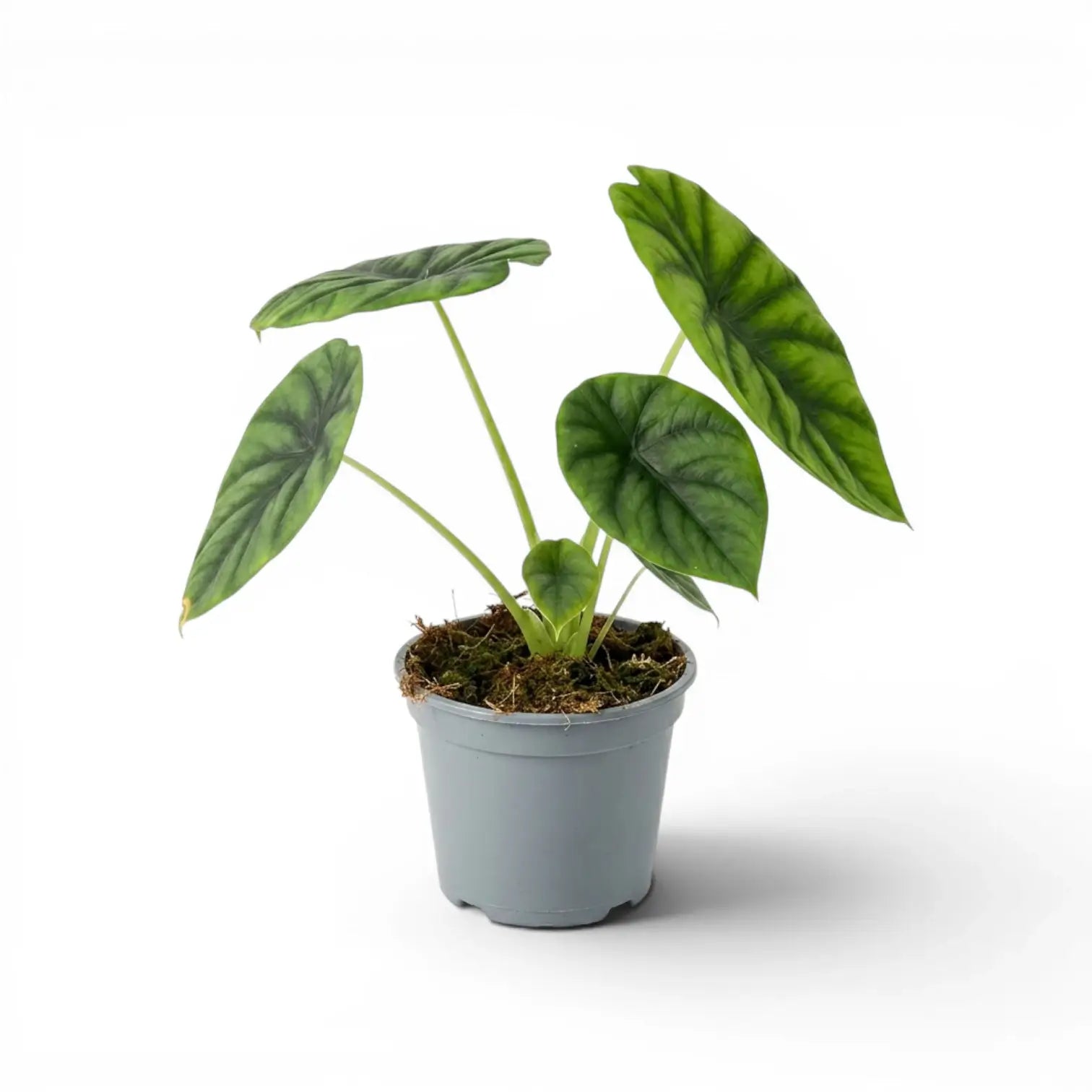 Alocasia clypeolata Green Shield medium-sized plant in a nursery pot on a white background