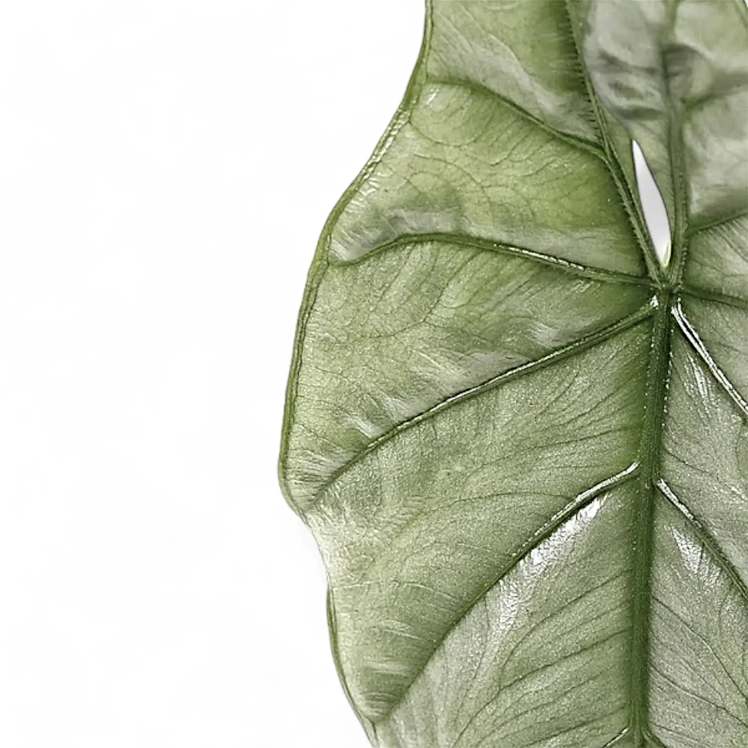 Alocasia 'Corazon' – Blattdetail vor weißem Hintergrund..
