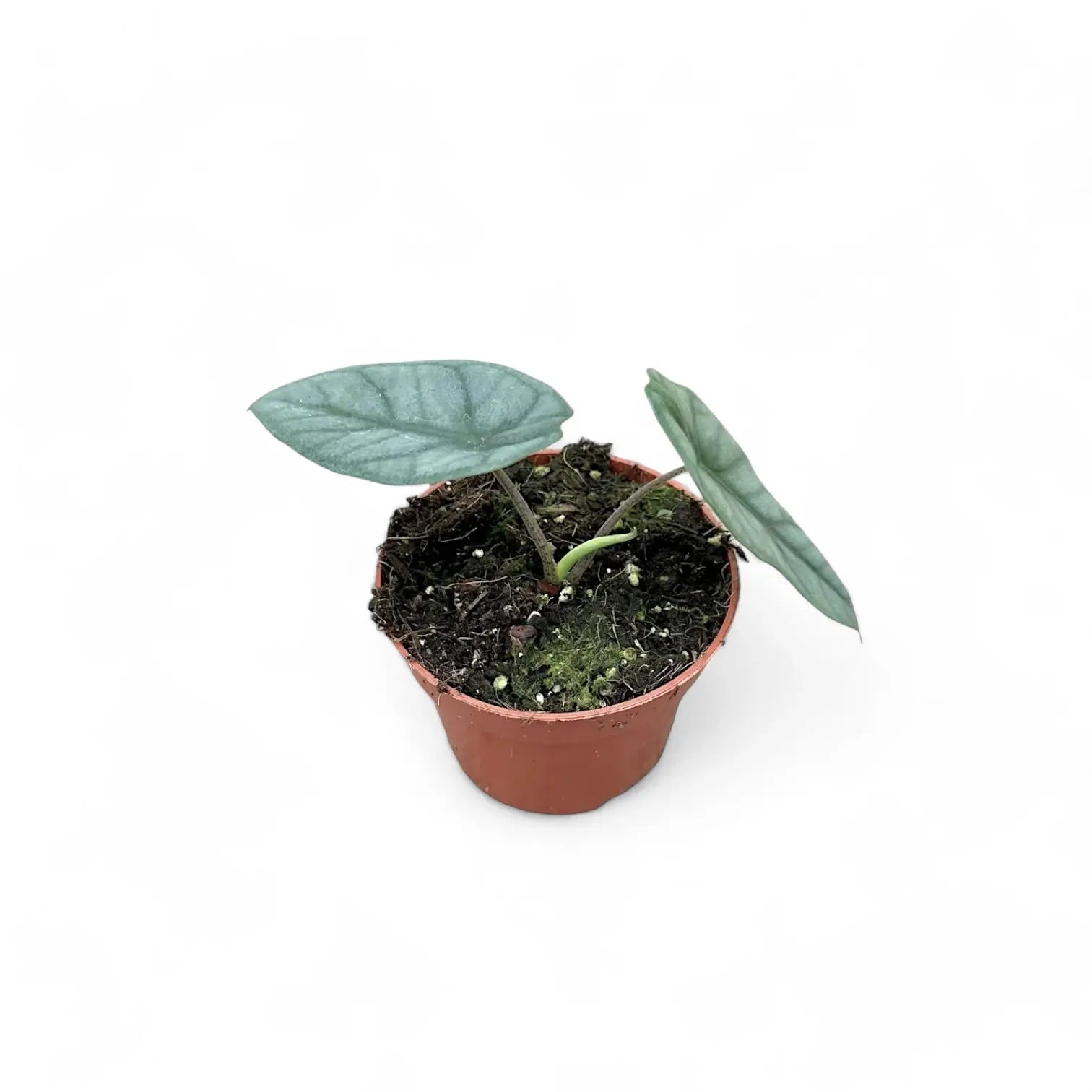 Alocasia 'Corazon' Zimmerpflanze im Anzuchttopf vor weißem Hintergrund, Produktfoto 2.
