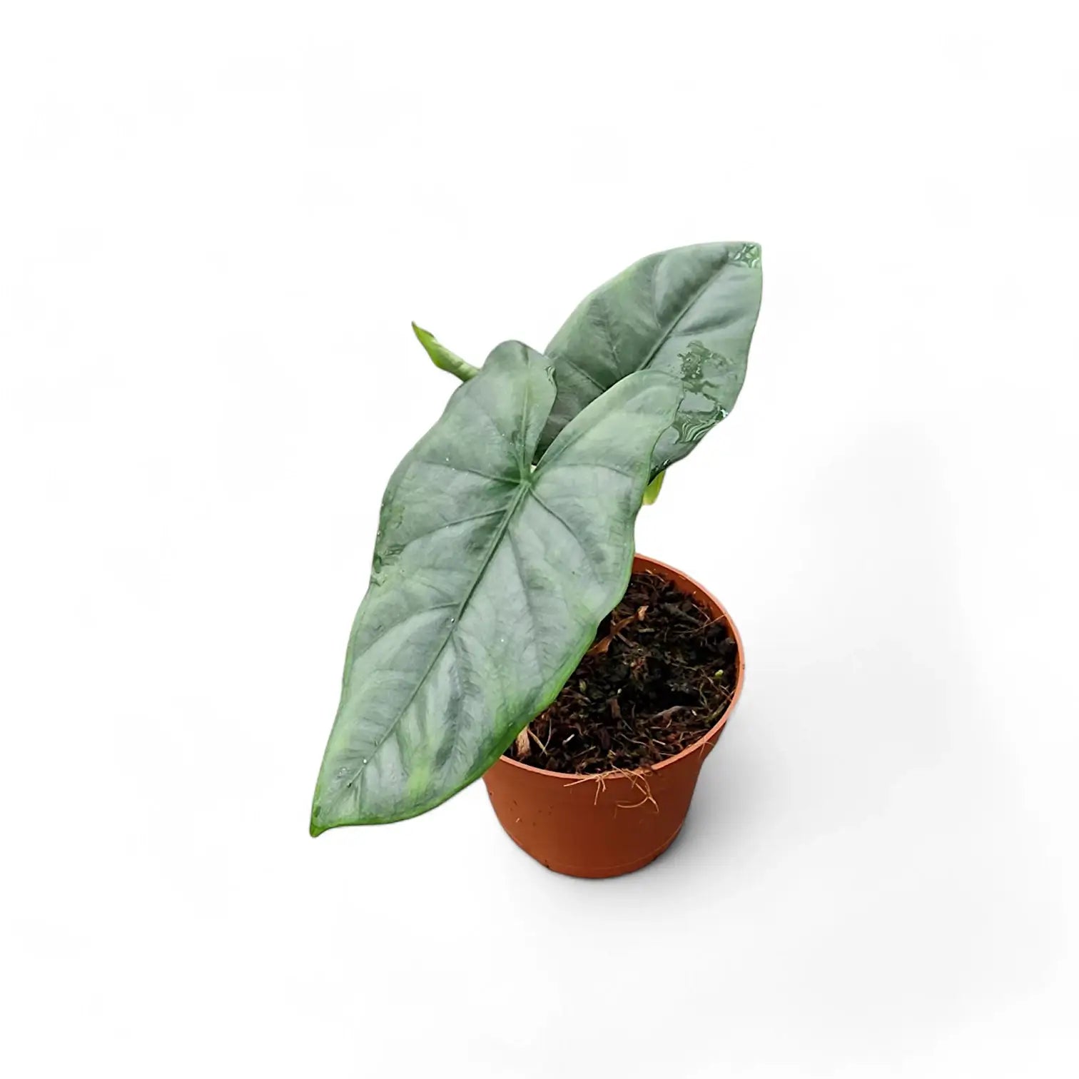 Alocasia 'Corazon' Zimmerpflanze im Anzuchttopf vor weißem Hintergrund, Produktfoto 3.