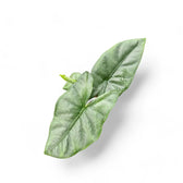 Alocasia 'Corazon' potted plant in nursery pot on white background.