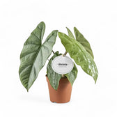 Alocasia 'Corazon' potted plant in nursery pot on white background.