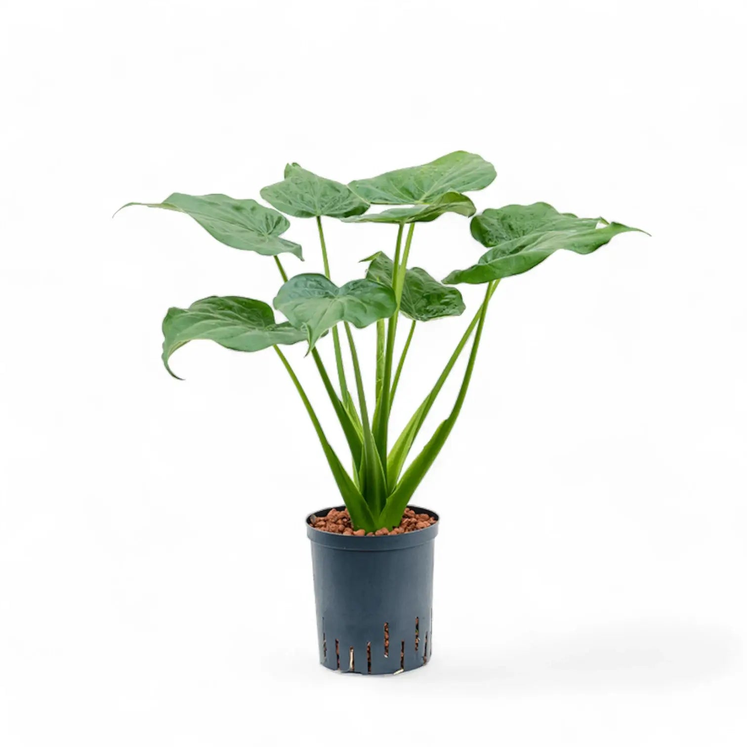 Alocasia cucullata potted plant in nursery pot on white background.