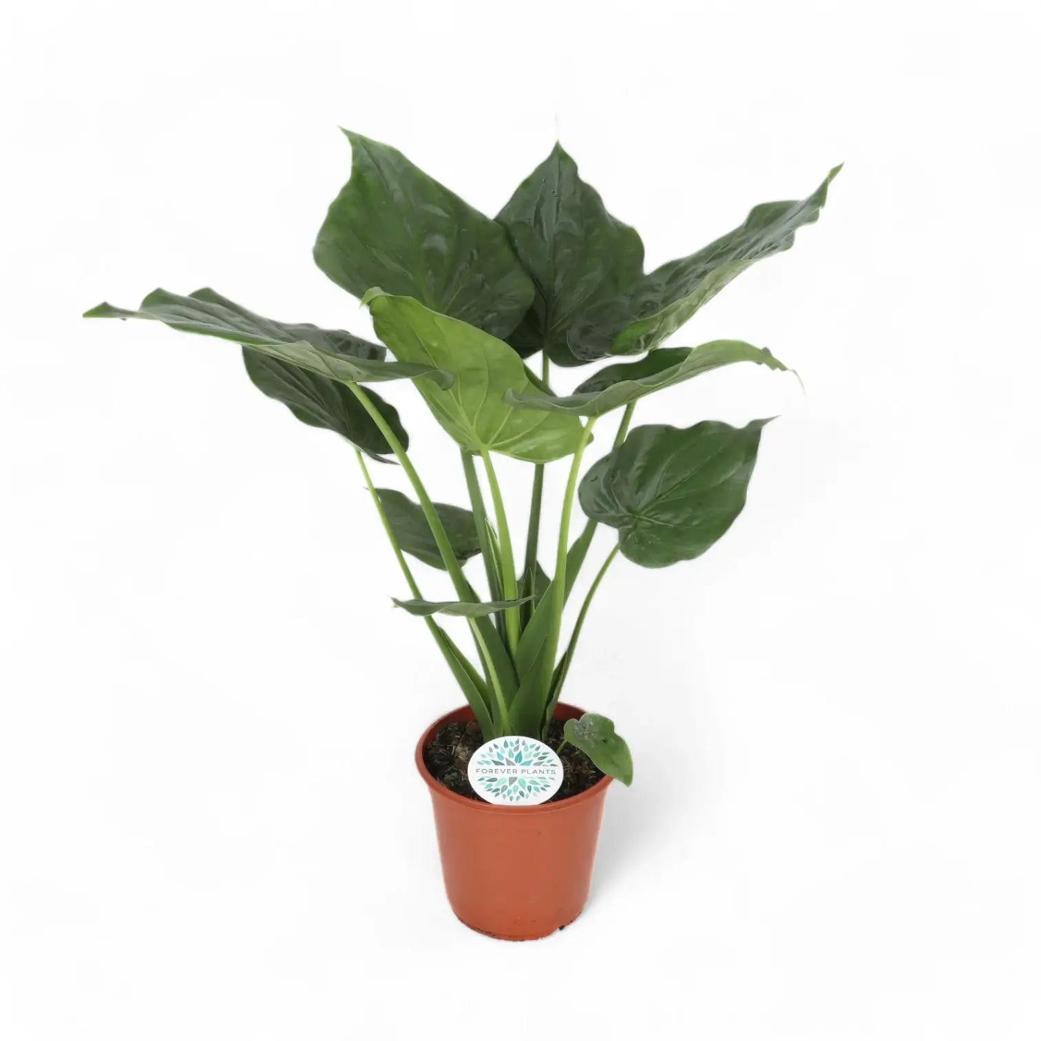 Alocasia cucullata potted plant in nursery pot on white background.