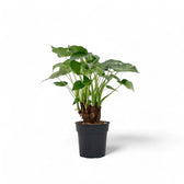 Alocasia cucullata potted plant in nursery pot on white background.