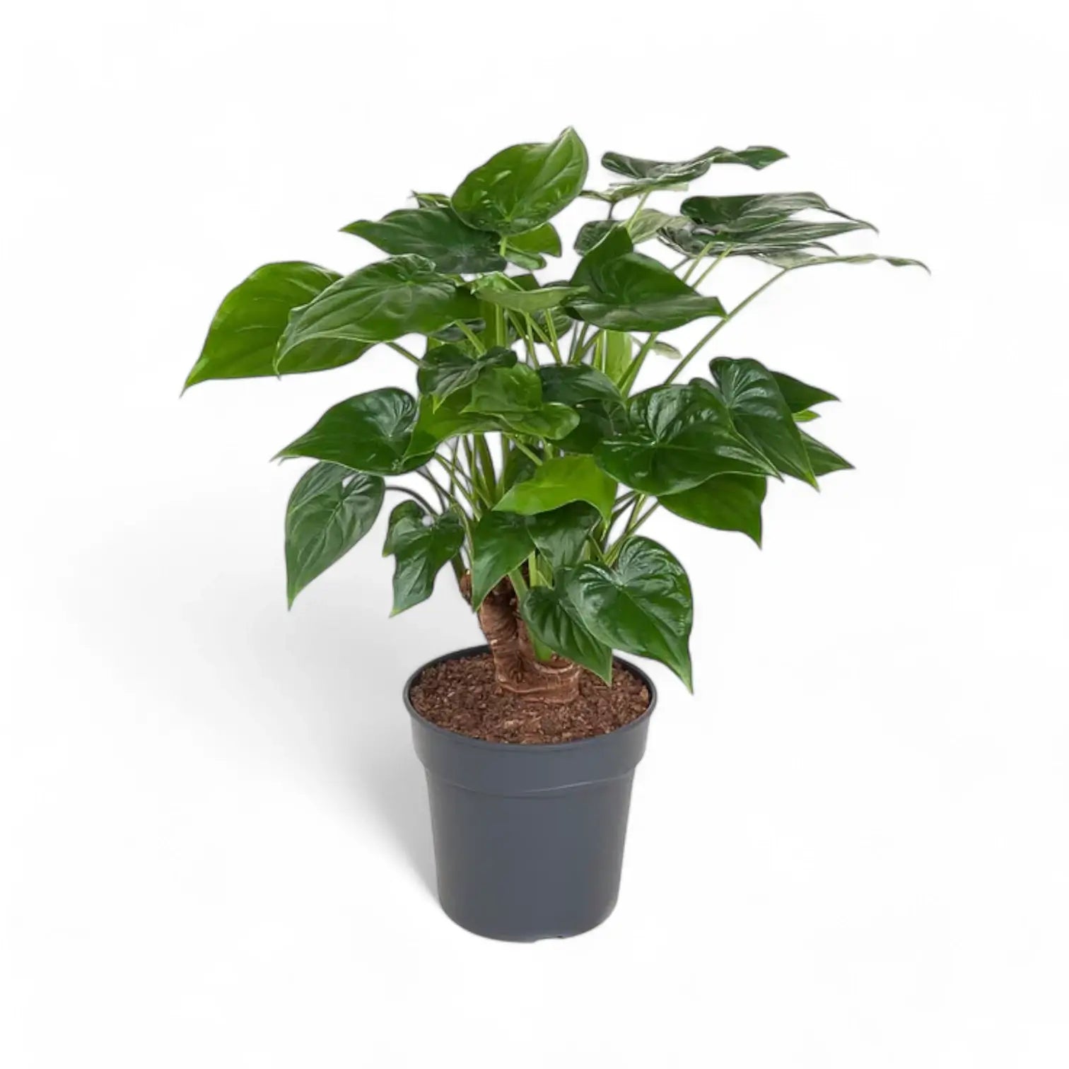 Alocasia cucullata potted plant in nursery pot on white background.