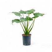 Alocasia cucullata potted plant in nursery pot on white background.