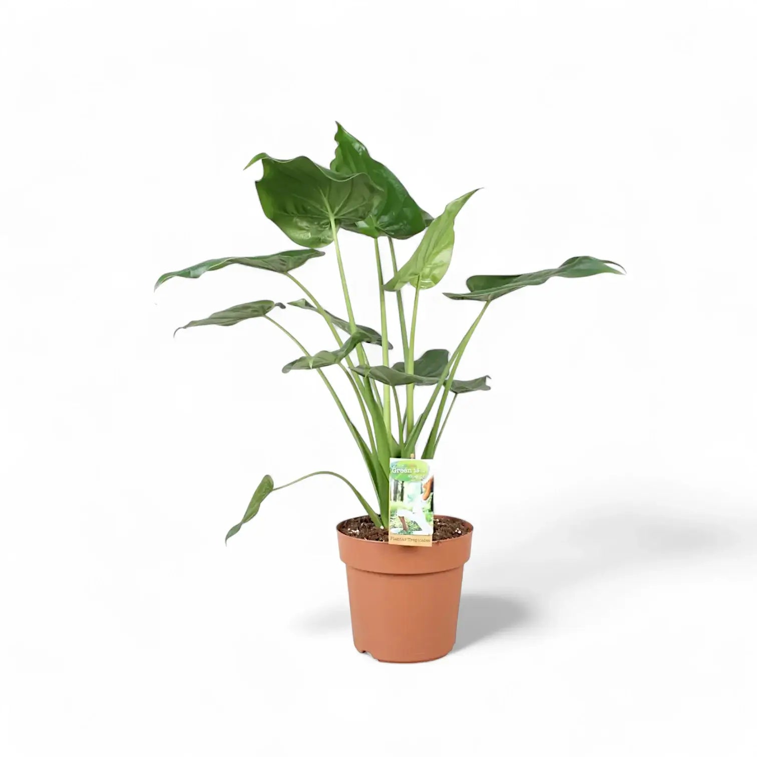 Alocasia cucullata potted plant in nursery pot on white background.