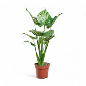 Alocasia cucullata potted plant in nursery pot on white background.