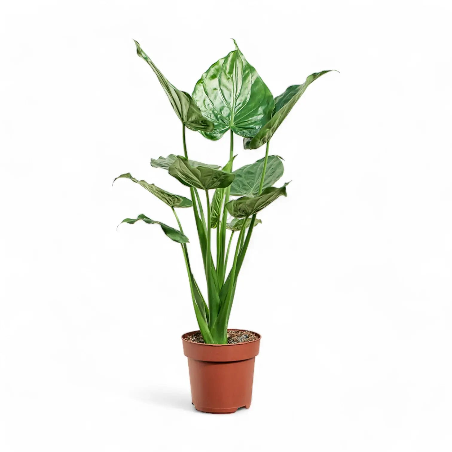 Alocasia cucullata potted plant in nursery pot on white background.