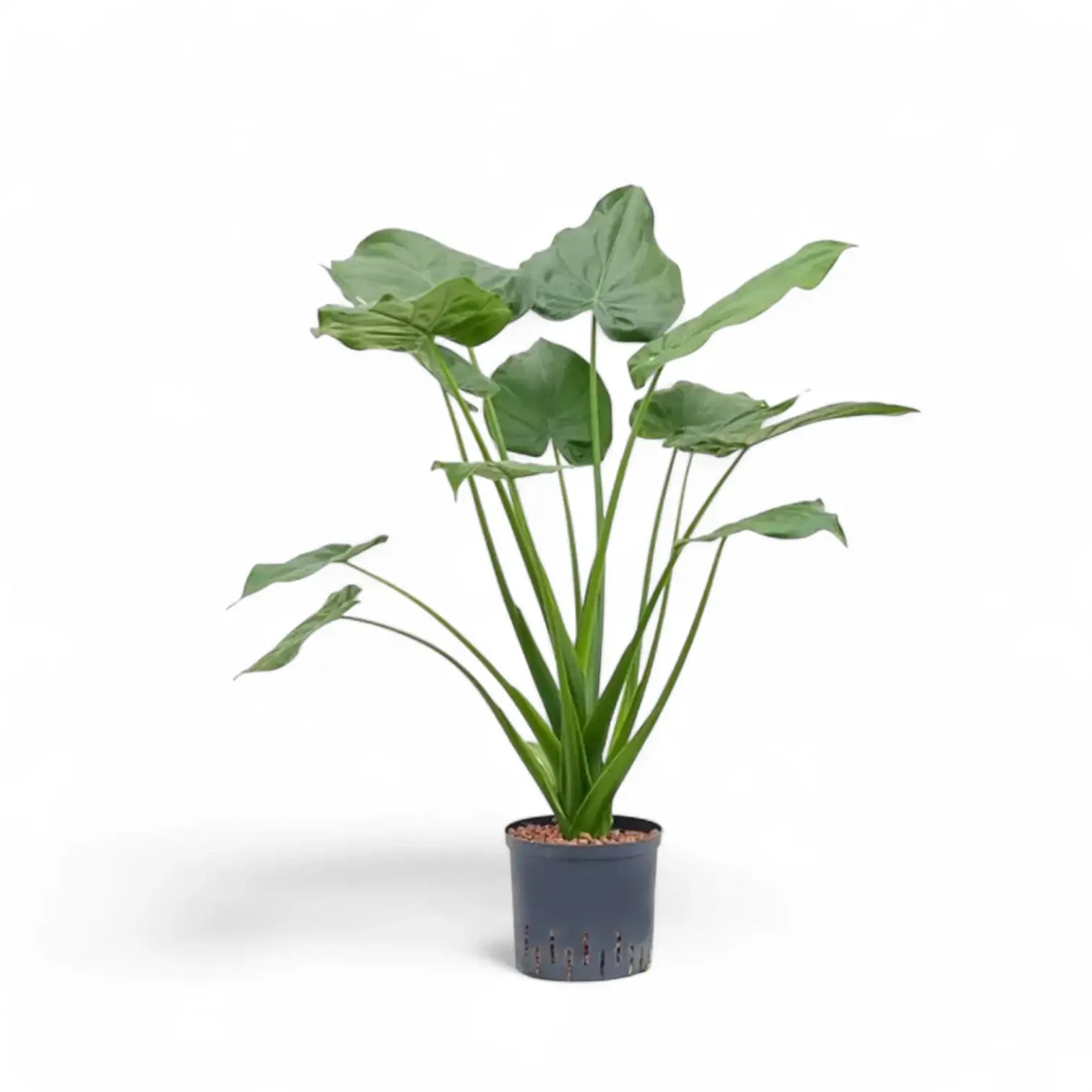 Alocasia cucullata potted plant in nursery pot on white background.