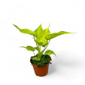 Alocasia cucullata 'Golden' Zimmerpflanze im Anzuchttopf vor weißem Hintergrund, Produktfoto 2.