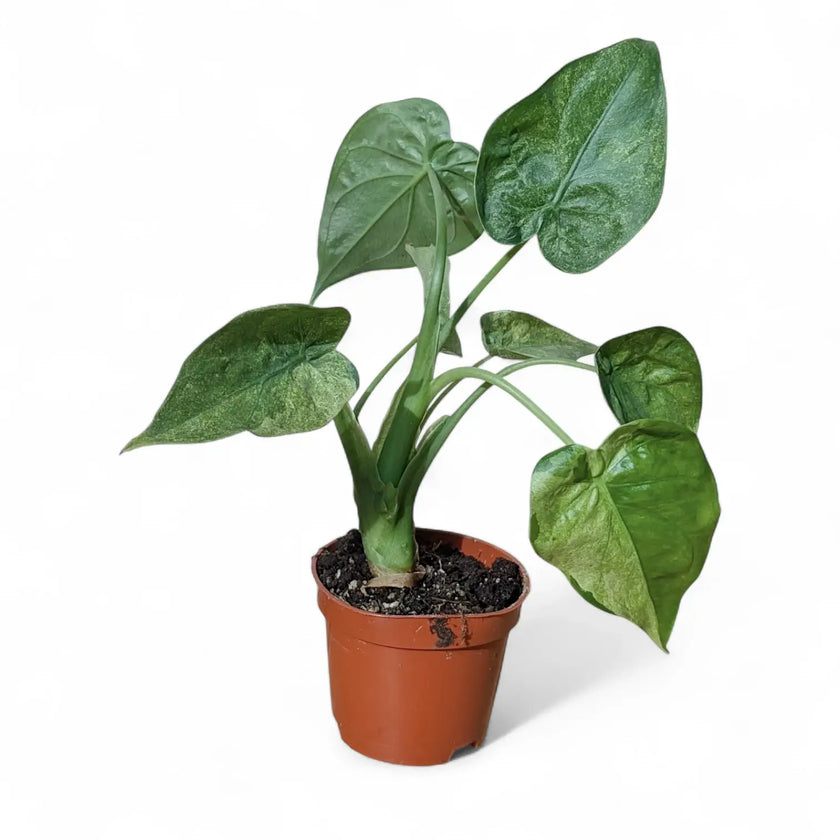 Alocasia cucullata 'Mint' potted plant in nursery pot on white background.