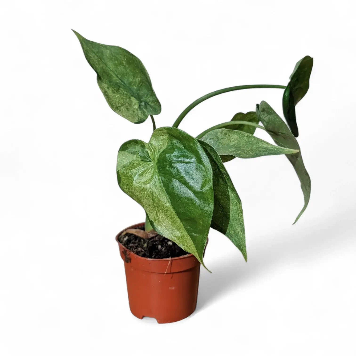Alocasia cucullata 'Mint' potted plant in nursery pot on white background.