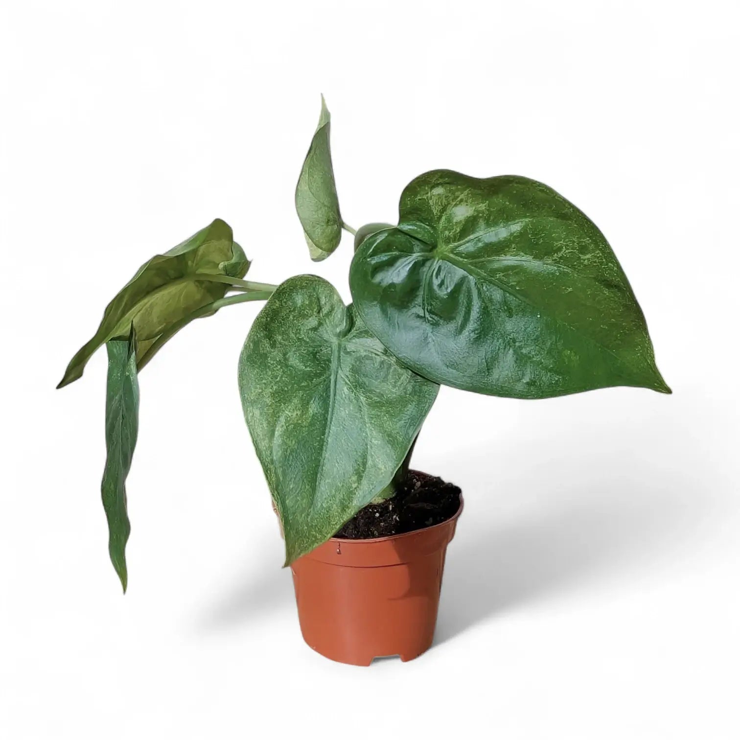 Alocasia cucullata 'Mint' – Variegated Hooded Alocasia