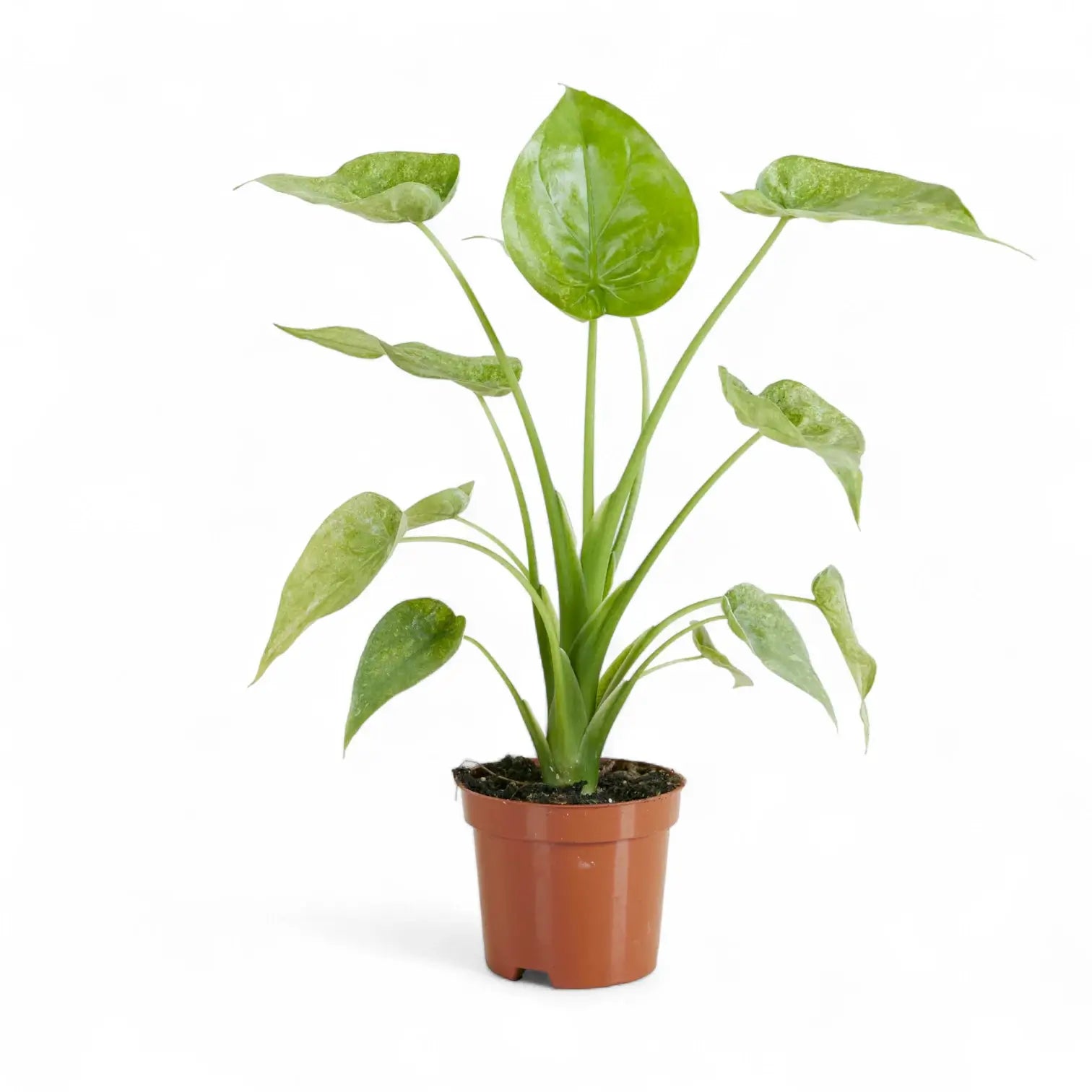 Alocasia cucullata 'Mint' – Variegated Hooded Alocasia