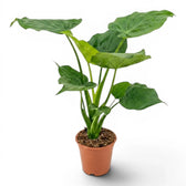 Alocasia cucullata im Anzuchttopf vor weißem Hintergrund