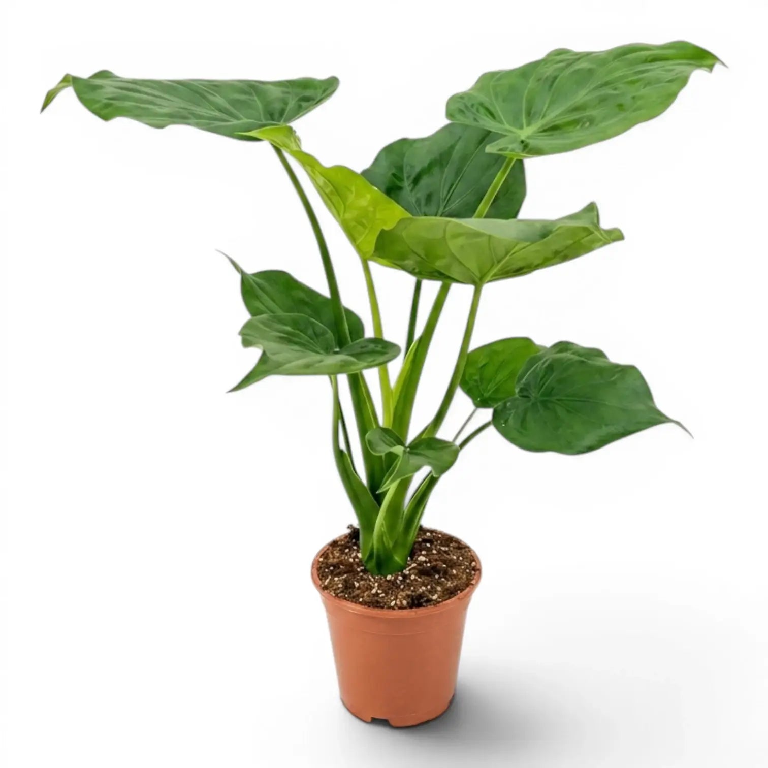 Alocasia cucullata im Anzuchttopf vor weißem Hintergrund