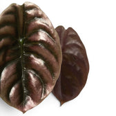 Copper-bronze leaves of Alocasia cuprea 'Red Secret' on a white background, close-up.