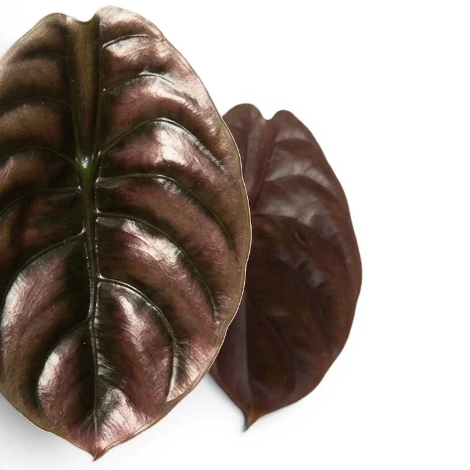 Copper-bronze leaves of Alocasia cuprea 'Red Secret' on a white background, close-up.