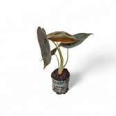 Alocasia cuprea 'Red secret' – Topfpflanze im Kulturtopf vor weißem Hintergrund, Produktfoto 5.