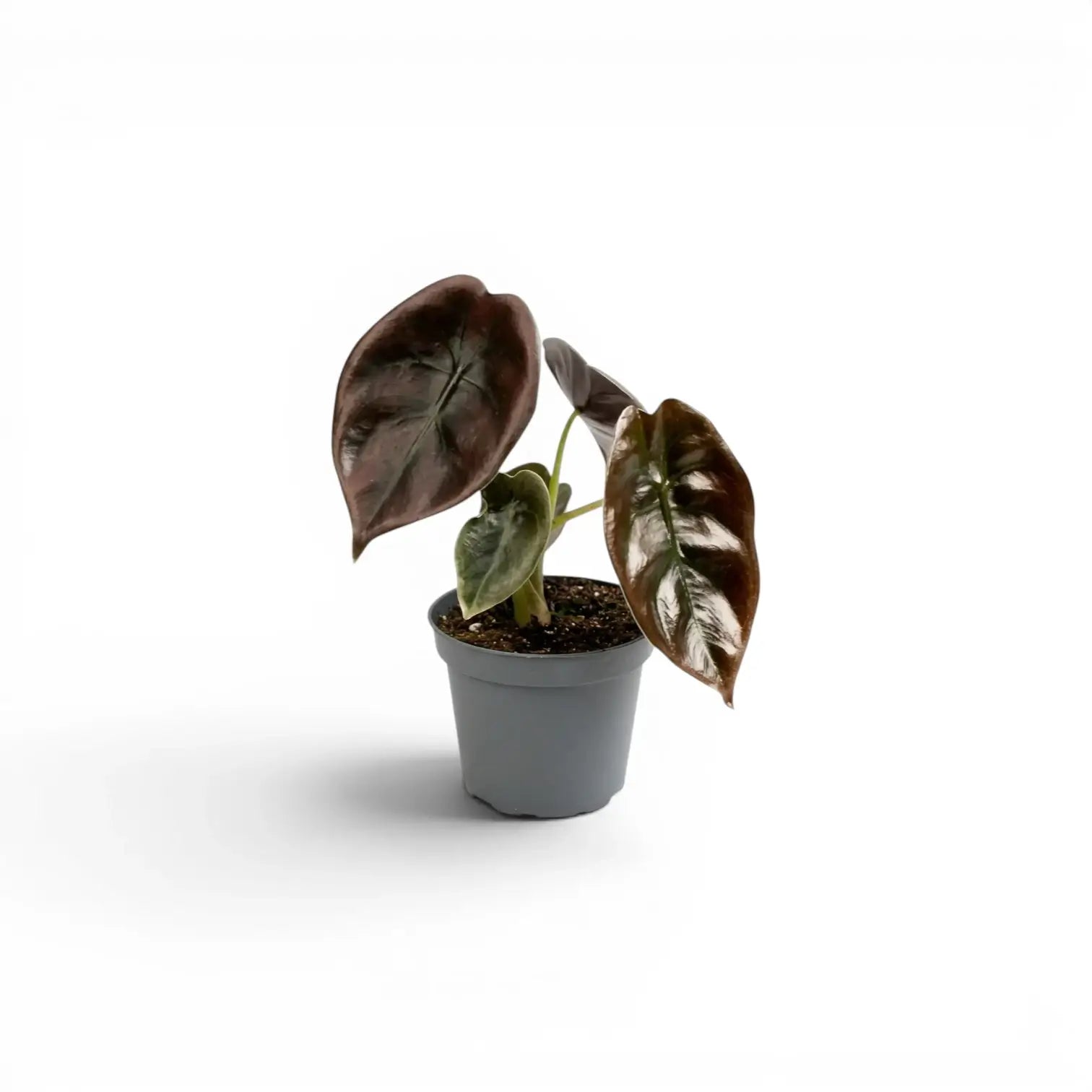 Alocasia cuprea 'Red Secret' potted baby plant  with copper-colouration and dark veins on a white background