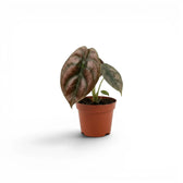 Alocasia cuprea 'Red Secret' potted baby plant  with copper-colouration and dark veins on a white background