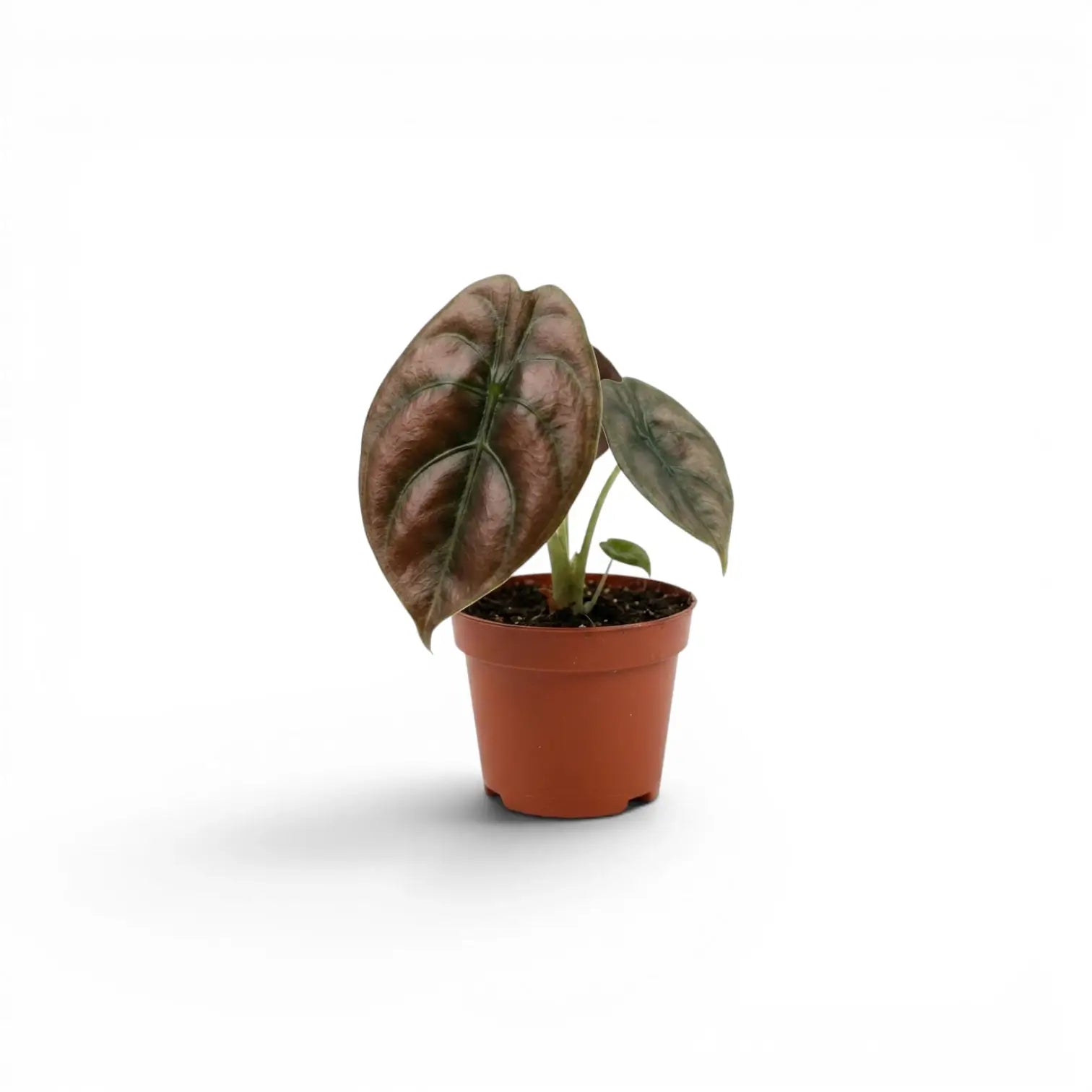 Alocasia cuprea 'Red Secret' potted baby plant  with copper-colouration and dark veins on a white background