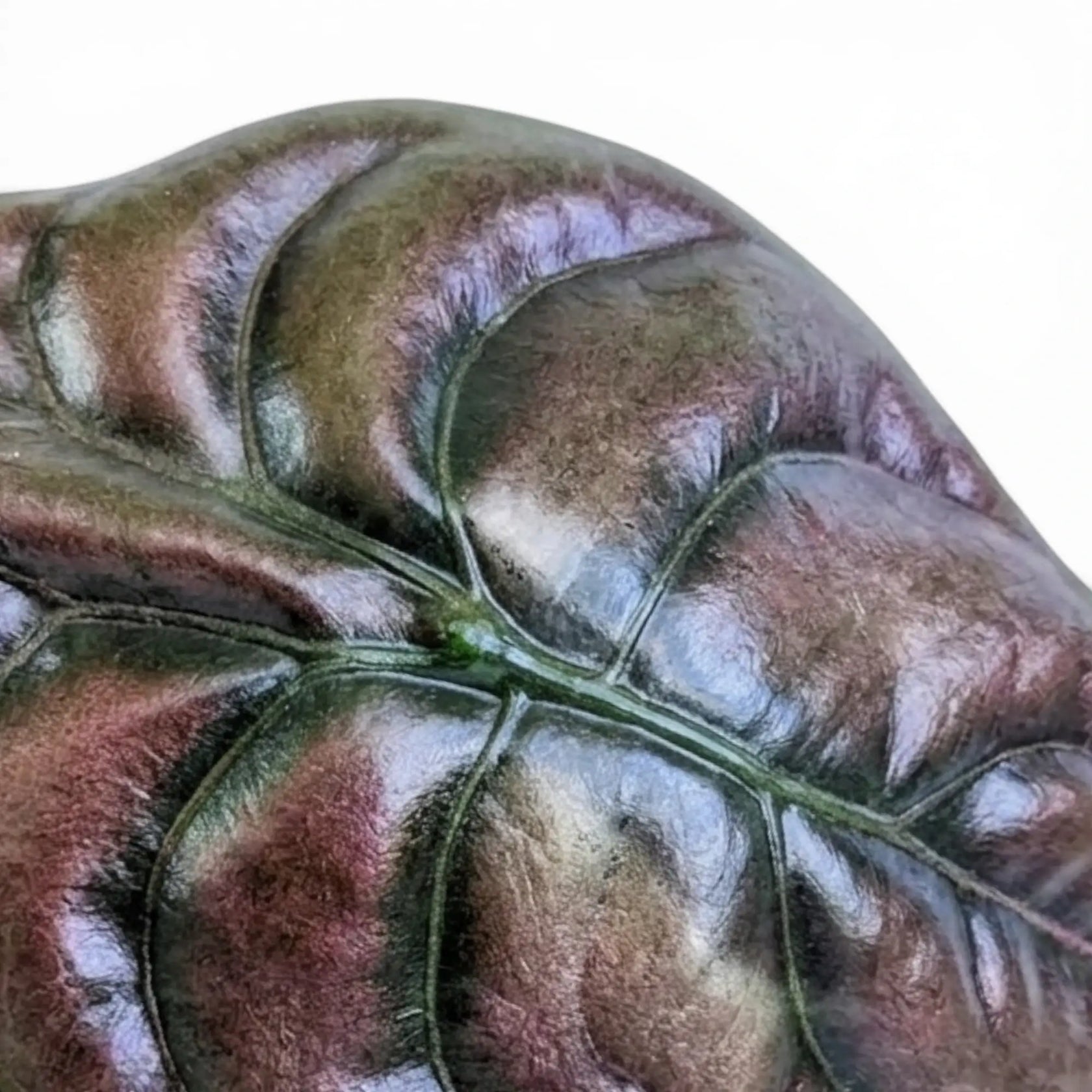 Close-up of an Alocasia cuprea 'Red Secret' leaf with copper-colouration and dark veins on a white background