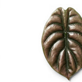 Close-up of an Alocasia cuprea 'Red Secret' leaf with copper-colouration and dark veins on a white background