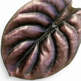 Close-up of an Alocasia cuprea 'Red Secret' leaf with copper-colouration and dark veins on a white background
