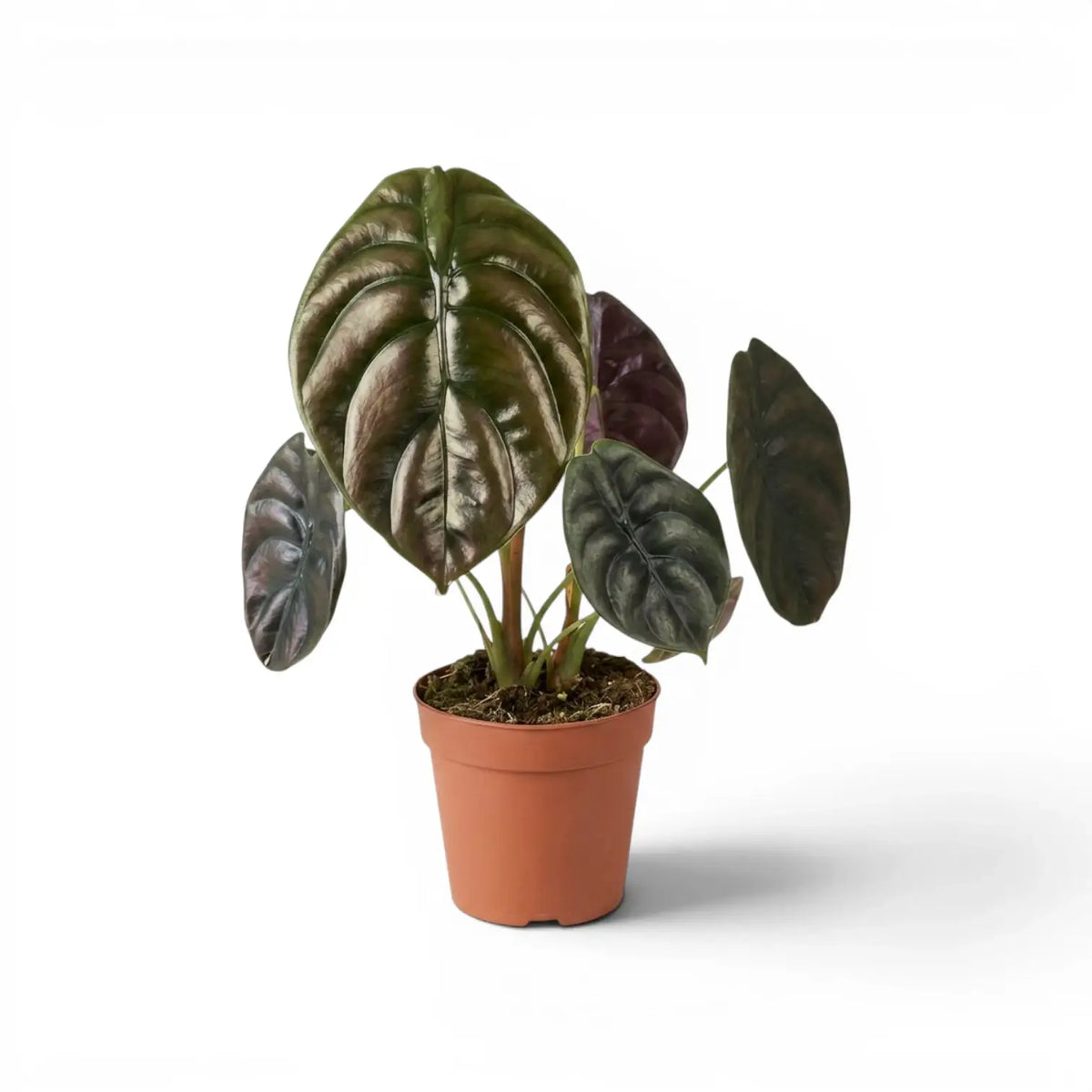 Potted Alocasia cuprea 'Red Secret' plant with large green-to-copper leaves on a white background