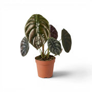 Potted Alocasia cuprea 'Red Secret' plant with large green-to-copper leaves on a white background
