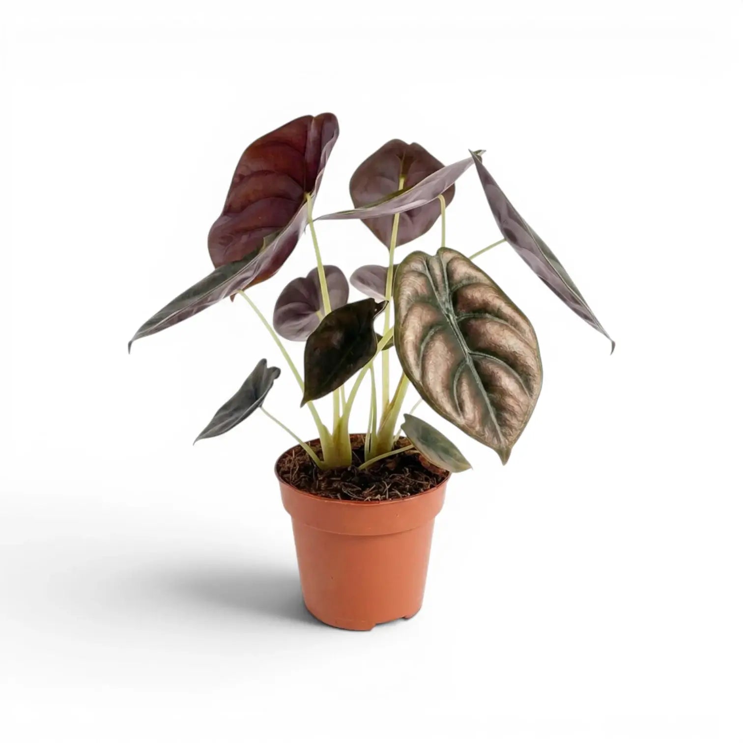 Potted Alocasia cuprea 'Red Secret' plant with large green-to-copper leaves on a white background