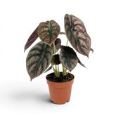 Potted Alocasia cuprea 'Red Secret' plant with large green-to-copper leaves on a white background