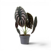 Potted Alocasia cuprea 'Red Secret' plant with large green-to-copper leaves on a white background