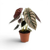 Potted Alocasia cuprea 'Red Secret' plant with large green-to-copper leaves on a white background