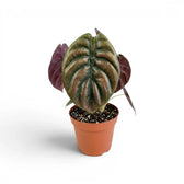 Potted Alocasia cuprea 'Red Secret' plant with large green-to-copper leaves on a white background