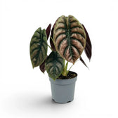 Potted Alocasia cuprea 'Red Secret' plant with large green-to-copper leaves on a white background