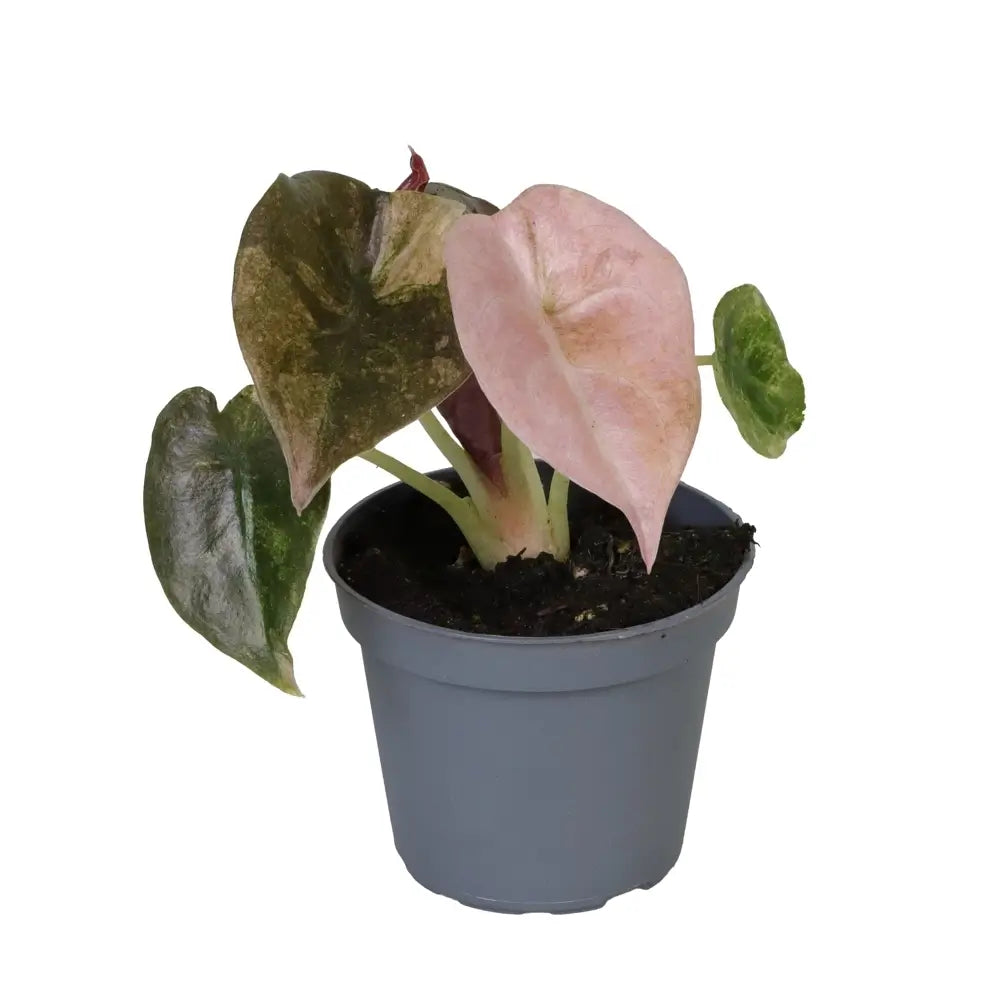 Alocasia cuprea 'Red secret' variegata potted plant in nursery pot on white background.