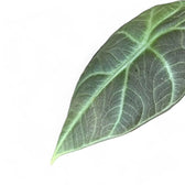 Alocasia 'Dragon Moon' leaf close-up on white background.