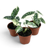 Alocasia Dragon Scale Albo Variegata baby plant in a nursery pot on a white background