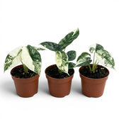 Alocasia Dragon Scale Albo Variegata baby plant in a nursery pot on a white background