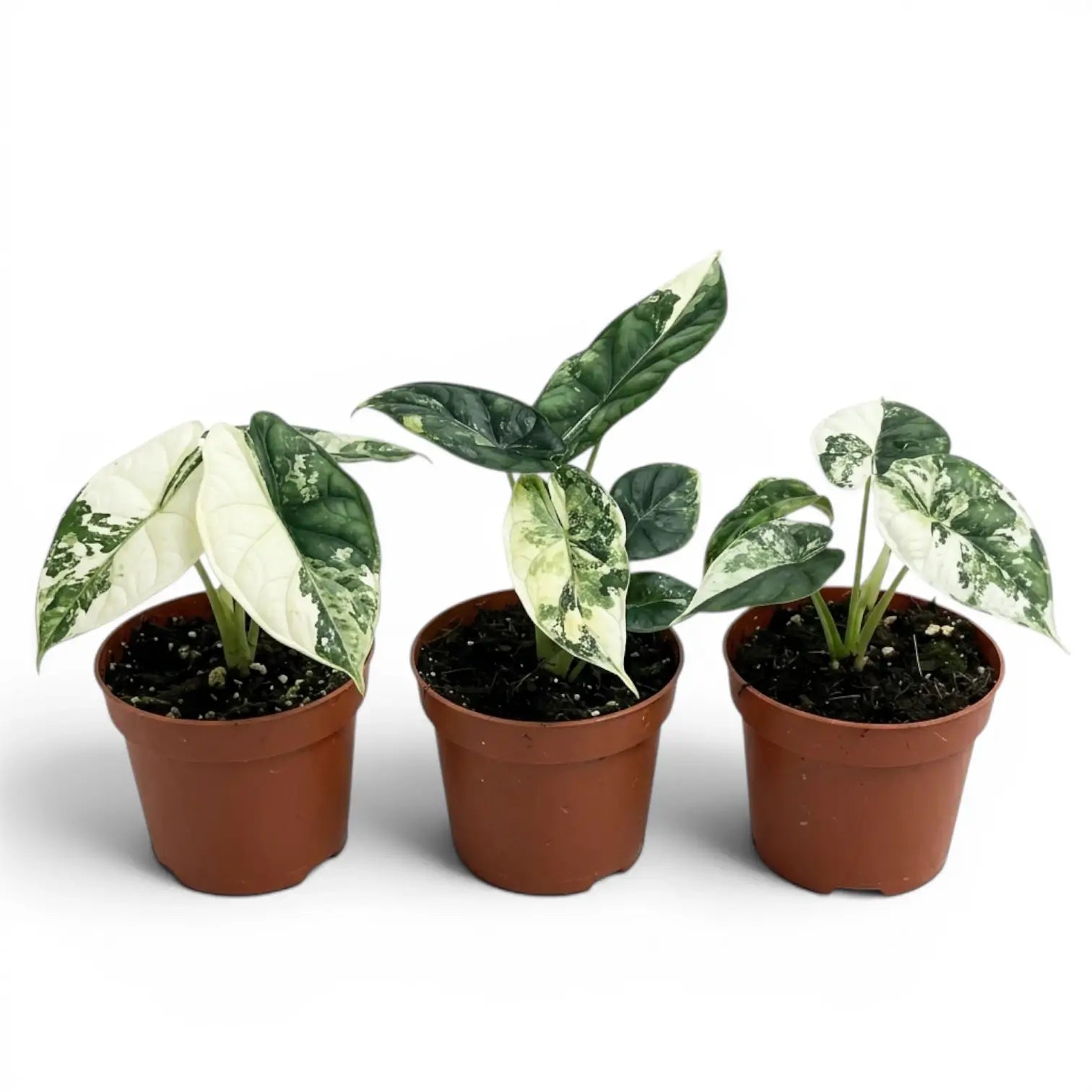 Alocasia Dragon Scale Albo Variegata baby plant in a nursery pot on a white background